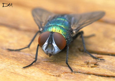   Green Bottle Fly