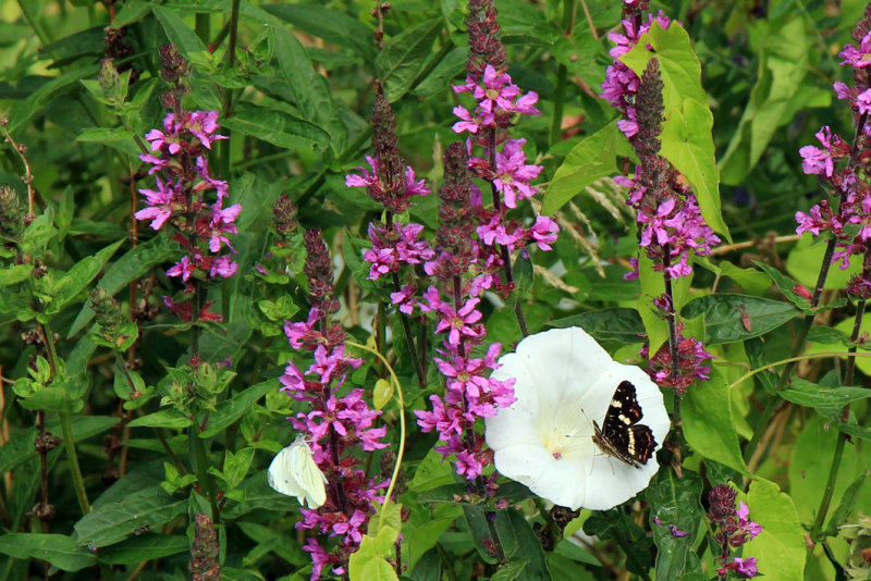 IMG_3892.JPG