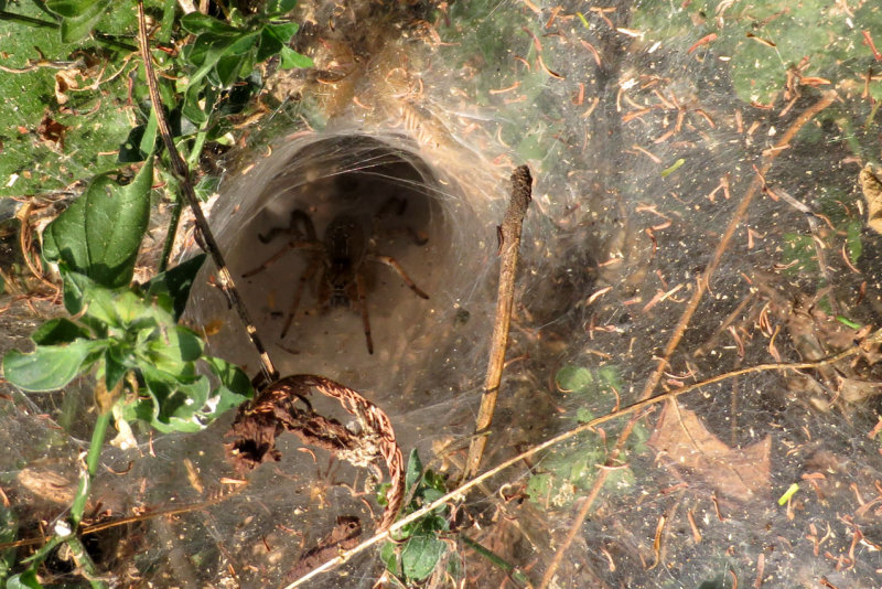 Nam-Et-Phou Louey National Protected Area