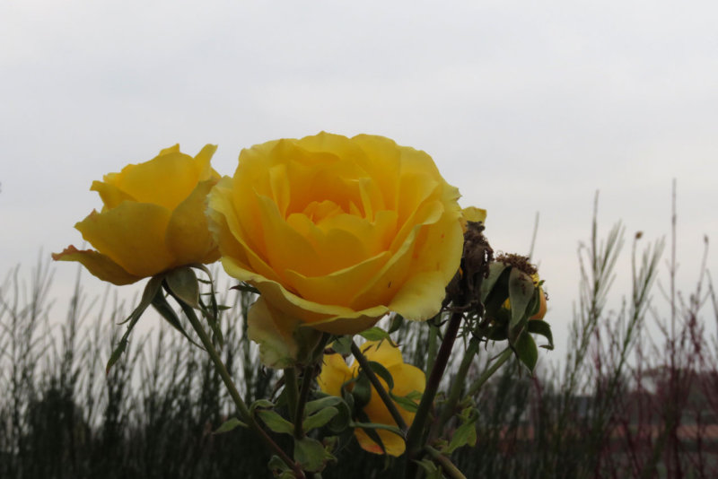 IMG_6301.JPG