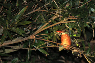 Nam-Et-Phou Louey National Protected Area