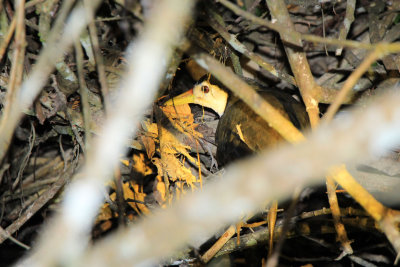 Nam-Et-Phou Louey National Protected Area