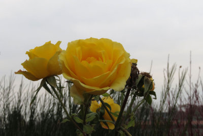 IMG_6301.JPG