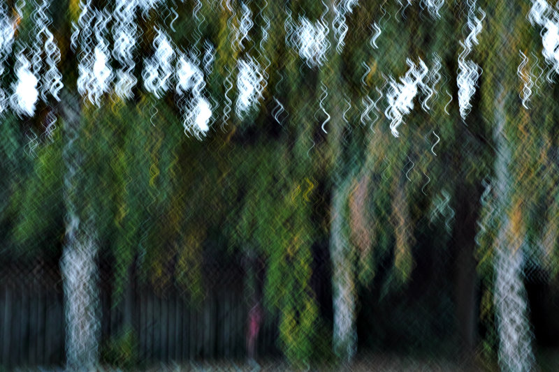shimmering trees