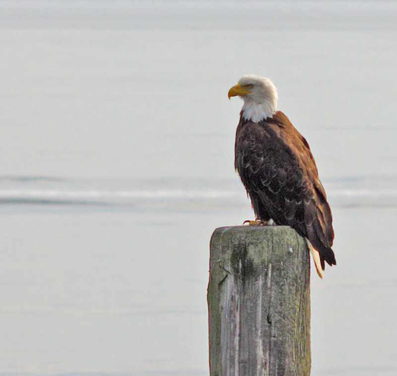 eagle on piling