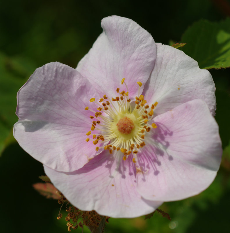 rose