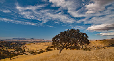 tree and clouds