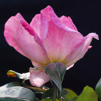 even a rose's backside looks good