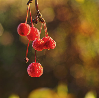 crabapples