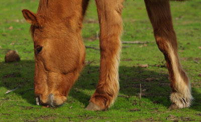 the horse with two legs