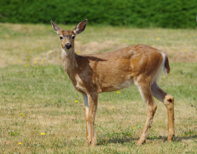 oh, deer