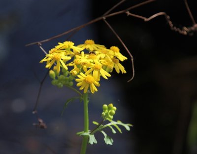 Cut-leaf Groundsel (Packera tampicana)