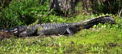 Gator