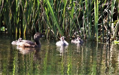 Pie-billed Grebe and Babies