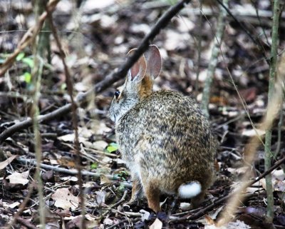 Rabbit