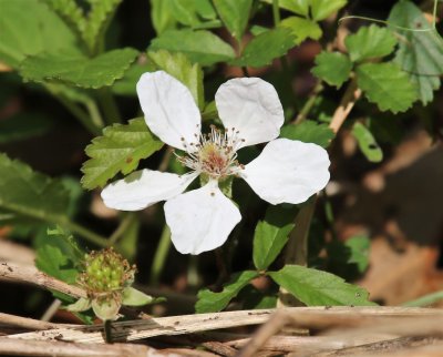 Southern Dewberry (Rubus trivialis)