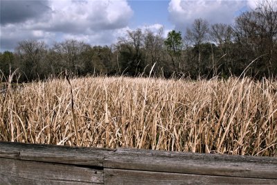 Today at Brazos Bend State Park