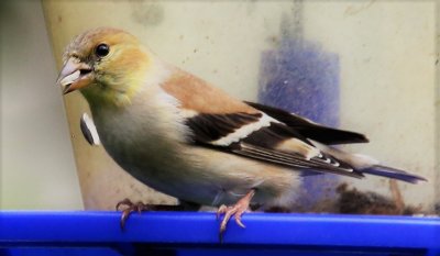 February 2017 Pictures
