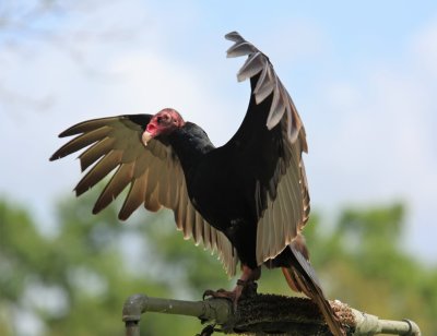 Birds of Prey Program today at Brazos Bend State Park, March 2017