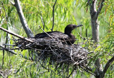 Smith Oaks Bird Scantuary, High Island, Texas
