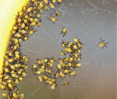 Babies, likely Orchard Spiders