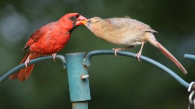 Cardinals last night in my backyard.  6/30/2017