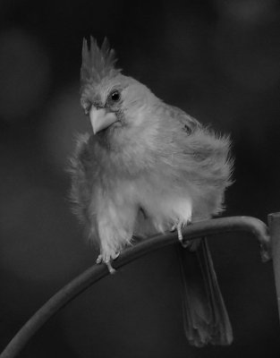 Cardinals last night in my backyard. 6/30/2017