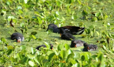 This Morning at Brazos Bend State Park 7/1/2017