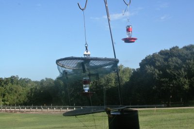 Hummingbird Banding at Brazos Bend State Park