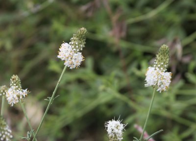 Flora and Fauna of Eastern Colorado Plains