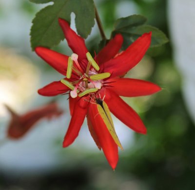 Scarlet Passion Flower