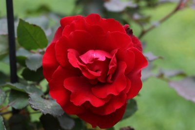Roses in My Yard, March 2018