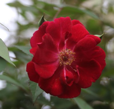 Roses in My Yard, March 2018