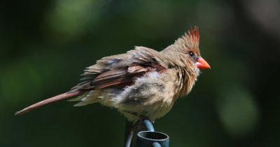 Northern Cardinal