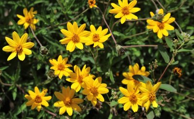 Fort Bend Master Gardeners Demonstration Gardens