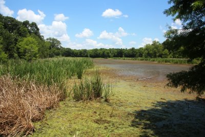 Creekfield Lake, Brazos Bend State Park