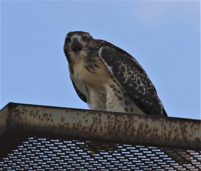 Fledgling Red Tail calling for Mom