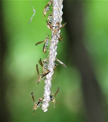 Paper Wasp (Mischocyttarus mexicanus mexicanus)