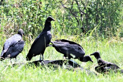 Yesterday at Brazos Bend State Park, August 31, 2018