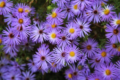 Fall Blooming Aster