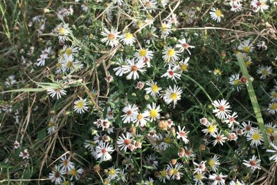 Annual Aster