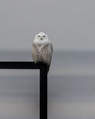 Snowy Owl._W7A2838.jpg