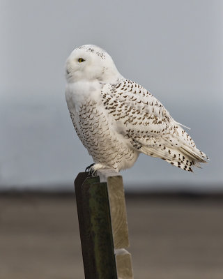 Snowy Owl._W7A2705.jpg