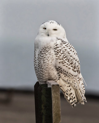 Snowy Owl._W7A2682.jpg