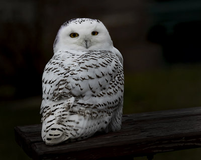Snowy Owl._W7A3323.jpg