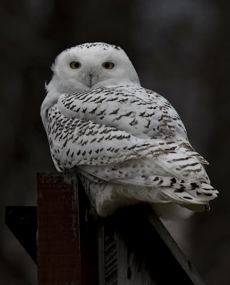 Snowy Owl._W7A3349.jpg