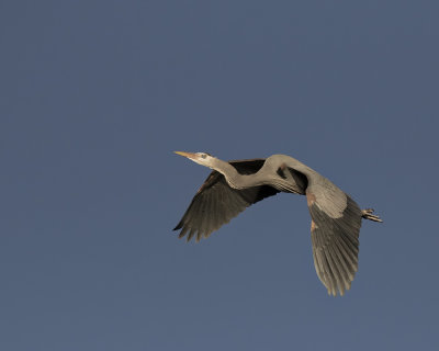 Great Blue Heron._W7A4325.jpg