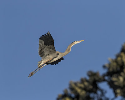 Great Blue Heron._W7A4408.jpg