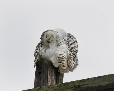 Snowy Owl._W7A6797.jpg