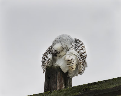 Snowy Owl._W7A6790.jpg